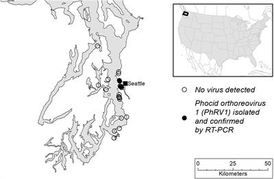 A Novel Orthoreovirus Isolated From Dead Stranded Harbor Seals From Puget Sound, Washington State, United States